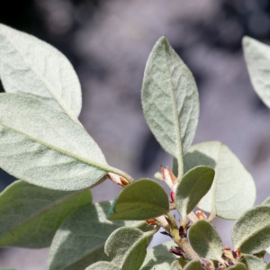 Cotoneaster pyrenaicus Gand.