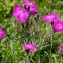  Jean-Jacques Houdré - Dianthus sylvaticus Hoppe ex Willd. [1809]