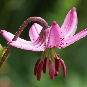 Photographie n°95853 du taxon Lilium martagon L.