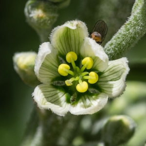 Photographie n°95878 du taxon Veratrum album L.