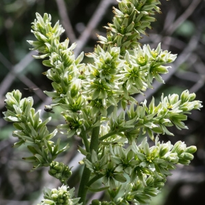 Photographie n°95879 du taxon Veratrum album L.