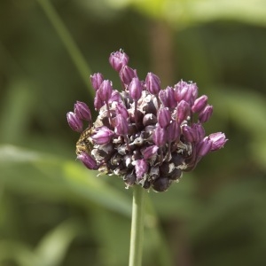  - Allium scorodoprasum L. [1753]