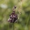 Claire Sutter - Allium scorodoprasum L. [1753]