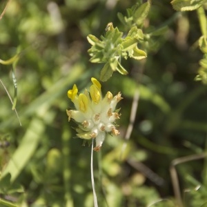 Photographie n°95888 du taxon Anthyllis vulneraria L. [1753]