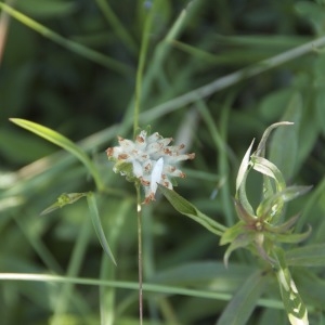 Photographie n°95889 du taxon Anthyllis vulneraria L. [1753]
