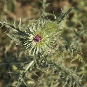 Photographie n°95899 du taxon Carduus nutans L. [1753]