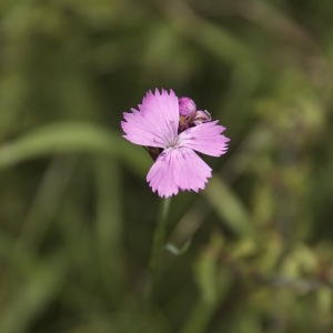 Photographie n°95913 du taxon Dianthus carthusianorum L. [1753]