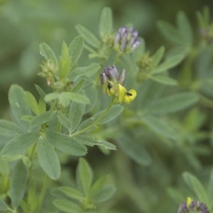  - Medicago sativa subsp. media (Pers.) Schübler & G.Martens [1834]