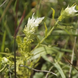 Photographie n°95938 du taxon Melampyrum arvense L. [1753]