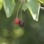  Claire Sutter - Prunus avium (L.) L. [1755]