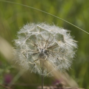 Photographie n°95968 du taxon Tragopogon pratensis L. [1753]