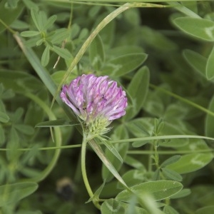 Photographie n°95969 du taxon Trifolium pratense L. [1753]