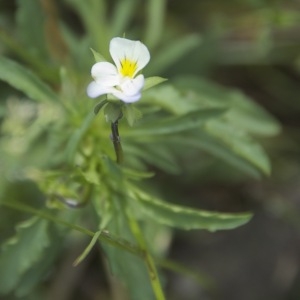 Photographie n°95973 du taxon Viola arvensis Murray [1770]