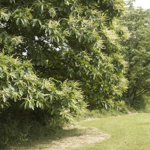 Photographie n°95974 du taxon Castanea sativa Mill. [1768]