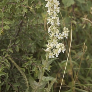 Photographie n°95977 du taxon Verbascum lychnitis L. [1753]