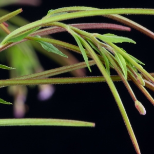 Photographie n°95980 du taxon Epilobium ciliatum Raf. [1808]