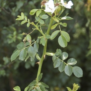 Photographie n°95988 du taxon Rosa multiflora Thunb. [1784]