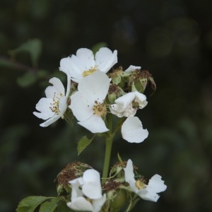 Rosa multiflora var. platyphylla Thory (Églantier multiflore)