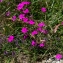  Jean-Jacques Houdré - Dianthus deltoides L. [1753]