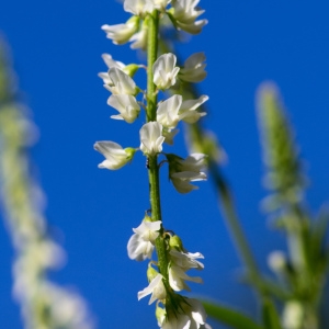 Photographie n°95998 du taxon Melilotus albus Medik. [1787]