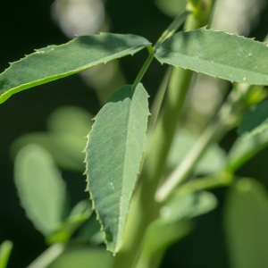 Photographie n°95999 du taxon Melilotus albus Medik. [1787]