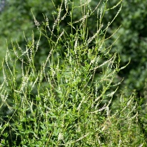 Photographie n°96000 du taxon Melilotus albus Medik. [1787]