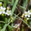  Jean-Jacques Houdré - Drosera rotundifolia L. [1753]