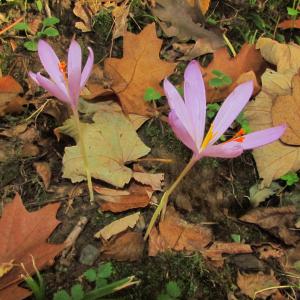 Photographie n°96003 du taxon Crocus nudiflorus Sm. [1798]