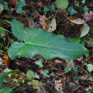 Photographie n°96012 du taxon Arum maculatum L. [1753]