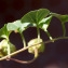  Jean-Jacques Houdré - Calystegia soldanella (L.) Roem. & Schult. [1819]