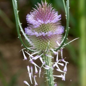 Photographie n°96203 du taxon Dipsacus fullonum L.