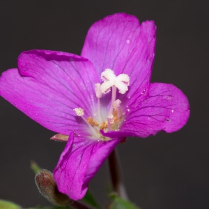 Photographie n°96206 du taxon Epilobium hirsutum L. [1753]