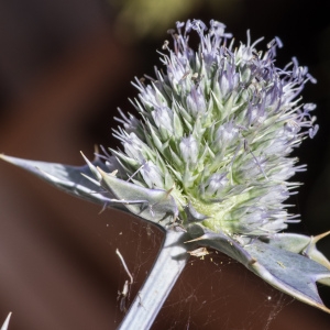 Photographie n°96207 du taxon Eryngium maritimum L. [1753]