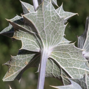 Photographie n°96209 du taxon Eryngium maritimum L. [1753]