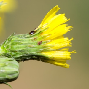 Hieracium sabaudum L. (Épervière de Savoie)