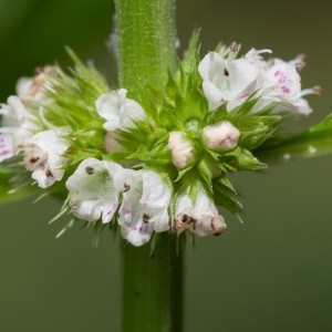 Photographie n°96228 du taxon Lycopus europaeus L.