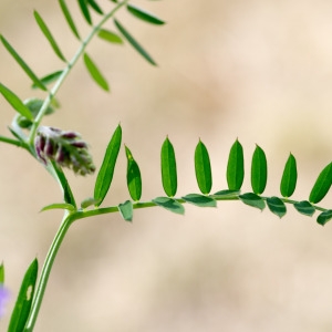 Photographie n°96235 du taxon Vicia cracca L. [1753]