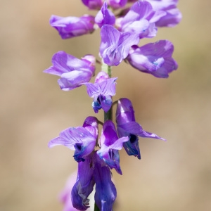 Vicia cracca var. plumosa (Timb.-Lagr.) Rouy (Jarosse)