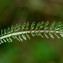  Jean-Jacques Houdré - Achillea millefolium L.