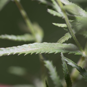 Photographie n°96241 du taxon Achillea ptarmica subsp. ptarmica 