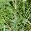  Jean-Jacques Houdré - Achillea ptarmica subsp. ptarmica 