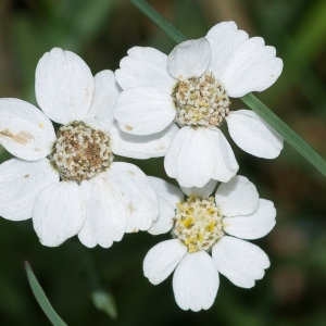  - Achillea ptarmica subsp. ptarmica 