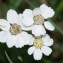  Jean-Jacques Houdré - Achillea ptarmica subsp. ptarmica 