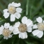  Jean-Jacques Houdré - Achillea ptarmica subsp. ptarmica 