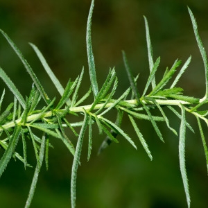  - Achillea ptarmica subsp. ptarmica 