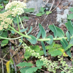 Photographie n°96249 du taxon Hylotelephium maximum (L.) Holub [1978]