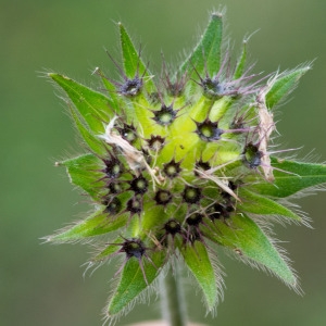 Photographie n°96261 du taxon Knautia arvernensis (Briq.) Szabó