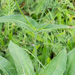 Photographie n°96264 du taxon Knautia arvernensis (Briq.) Szabó