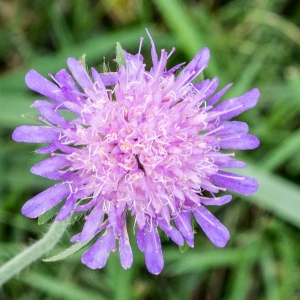 Photographie n°96265 du taxon Knautia arvernensis (Briq.) Szabó