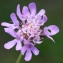  Jean-Jacques Houdré - Scabiosa columbaria L.